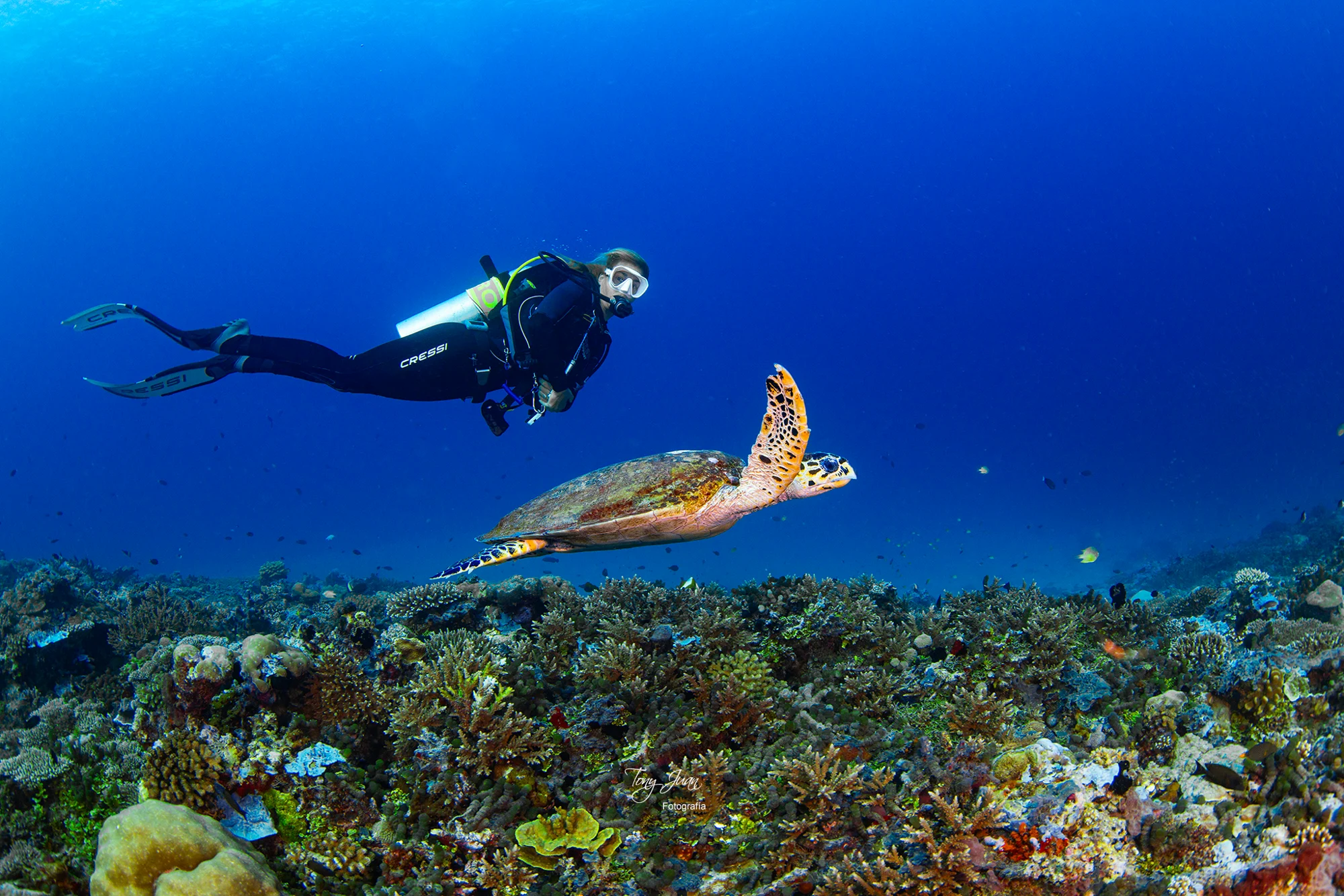 Subacqueo e tartaruga sul reef