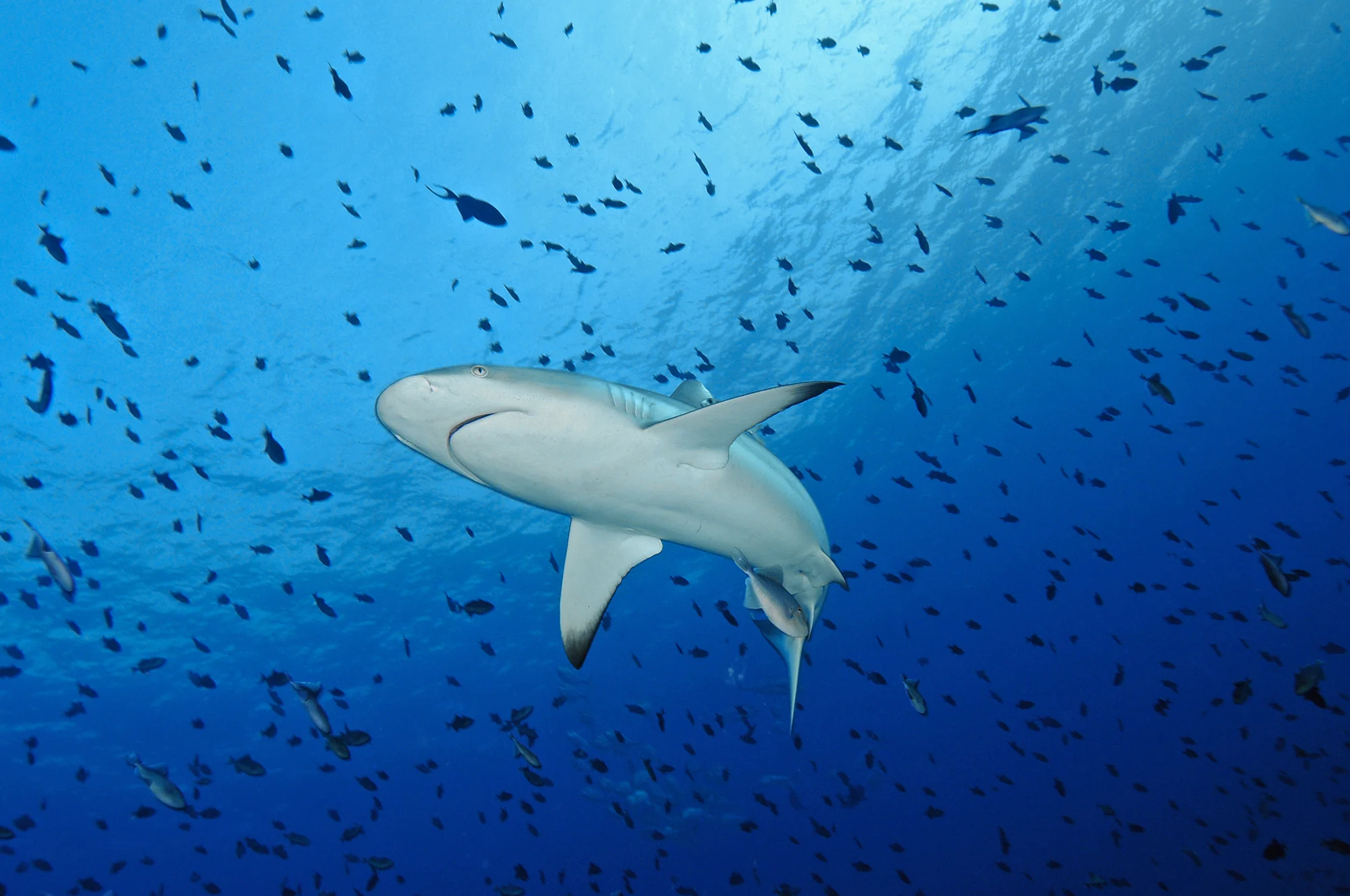 La vita sul reef: incontri possibili, mai garantiti